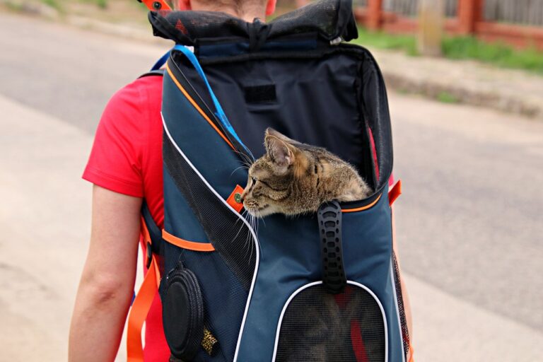 Backpack Pet Carriers