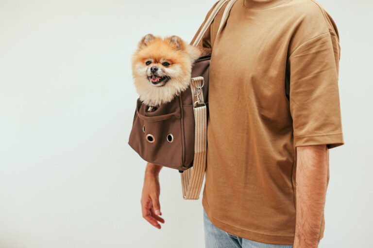 Pet Carrier Store: Pomeranian Dog on a Bag