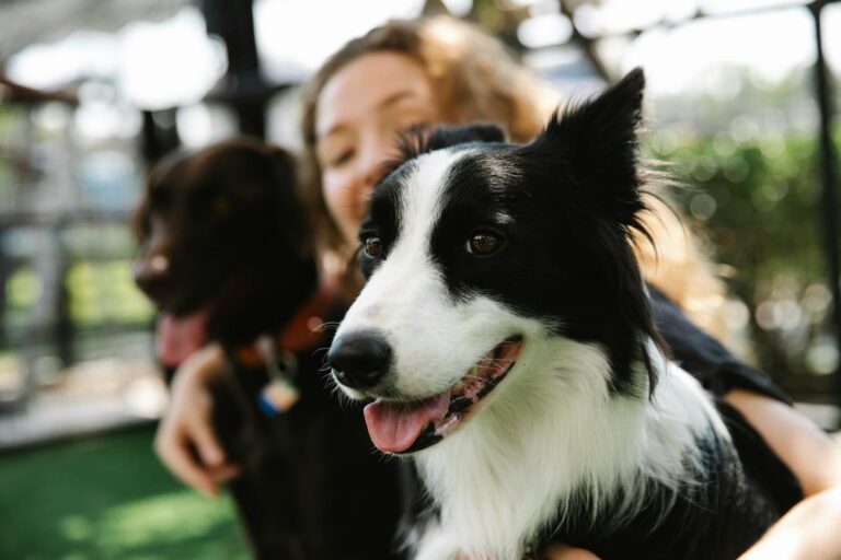 Female owner embracing Border Collie and pointing dog with tongues out on lawn in summer